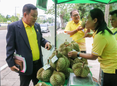 ประกาศ!!! ขอเชิญชวนซื้อทุเรียนน้ำแร่โนนสุวรรณ ... พารามิเตอร์รูปภาพ 3