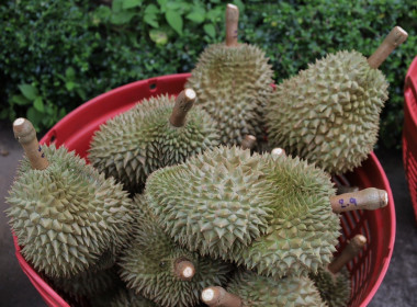 สหกรณ์จังหวัดบุรีรัมย์ ... พารามิเตอร์รูปภาพ 4