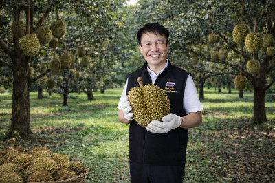 กรมส่งเสริมสหกรณ์เปิด 4 มาตรการรับมือผลไม้ปี 2569 ... พารามิเตอร์รูปภาพ 1