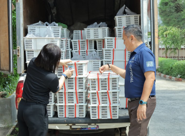 สหกรณ์จังหวัดบุรีรัมย์ ตรวจรับมังคุดจากสหกรณ์การเกษตรกระสัง ... พารามิเตอร์รูปภาพ 9