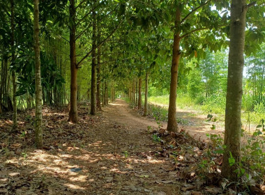 สหกรณ์จังหวัดบุรีรัมย์ ลงพื้นที่ตรวจเยี่ยมศูนย์การเรียน ... พารามิเตอร์รูปภาพ 8