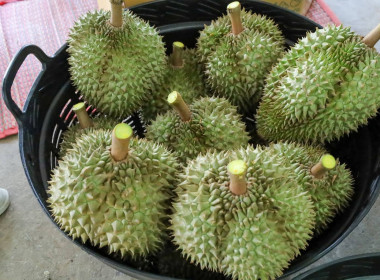 สหกรณ์จังหวัดบุรีรัมย์ ... พารามิเตอร์รูปภาพ 7