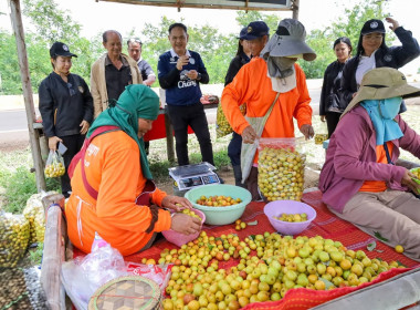 สหกรณ์จังหวัดบุรีรัมย์ ลงพื้นที่ตรวจเยี่ยมสวนพุทราสามรส ... พารามิเตอร์รูปภาพ 7