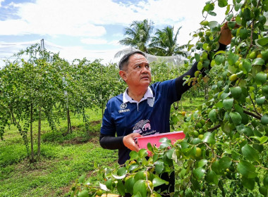 สหกรณ์จังหวัดบุรีรัมย์ ลงพื้นที่ตรวจเยี่ยมสวนพุทราสามรส ... พารามิเตอร์รูปภาพ 1