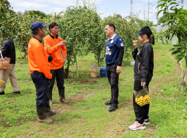 สหกรณ์จังหวัดบุรีรัมย์ ลงพื้นที่ตรวจเยี่ยมสวนพุทราสามรส ... พารามิเตอร์รูปภาพ 4