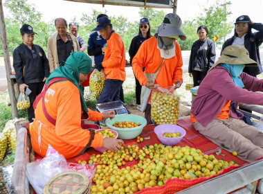 สหกรณ์จังหวัดบุรีรัมย์ ลงพื้นที่ตรวจเยี่ยมสวนพุทราสามรส ... พารามิเตอร์รูปภาพ 6