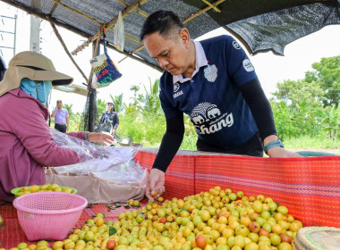 สหกรณ์จังหวัดบุรีรัมย์ ลงพื้นที่ตรวจเยี่ยมสวนพุทราสามรส ... พารามิเตอร์รูปภาพ 2