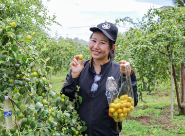 สหกรณ์จังหวัดบุรีรัมย์ ลงพื้นที่ตรวจเยี่ยมสวนพุทราสามรส ... พารามิเตอร์รูปภาพ 5