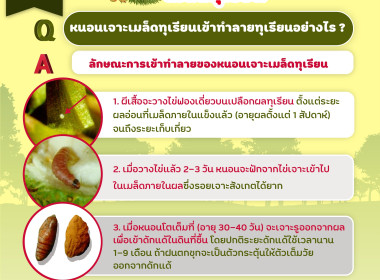 ภัยร้ายที่เกษตรกรต้องระวัง!!! พารามิเตอร์รูปภาพ 6